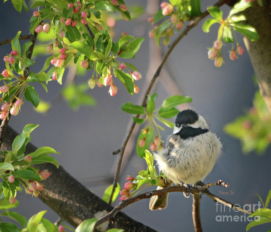 Little Chickadee In the Pink Photograph by Nava Thompson