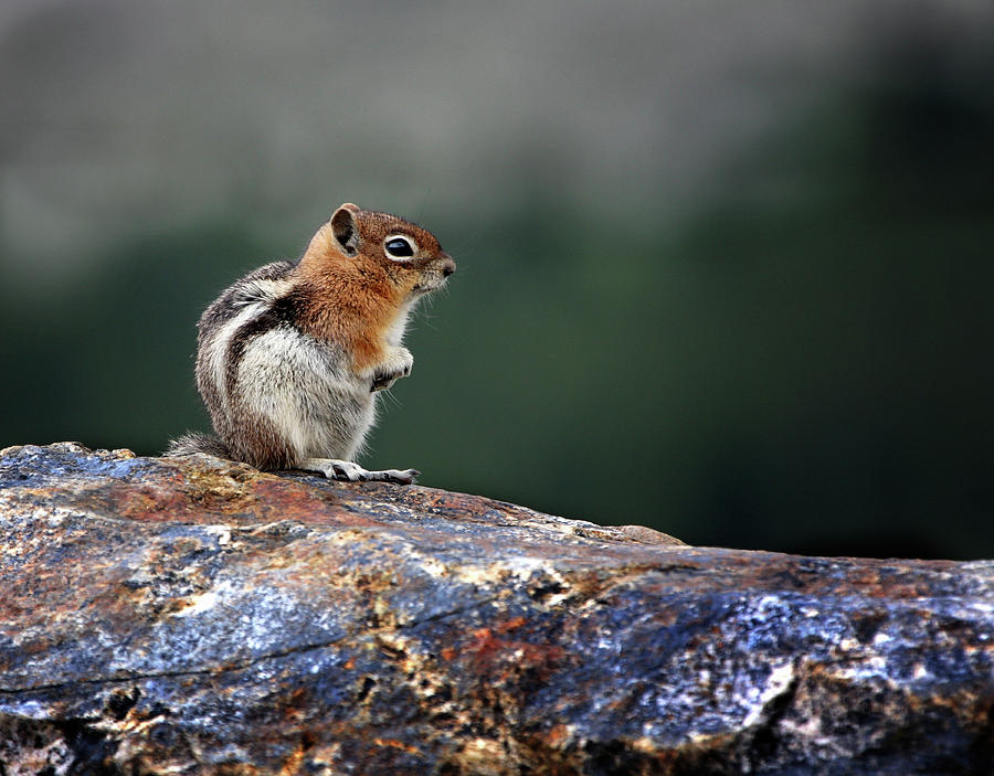 Little Chipmunk Sitting on a Rock Photograph by C VandenBerg