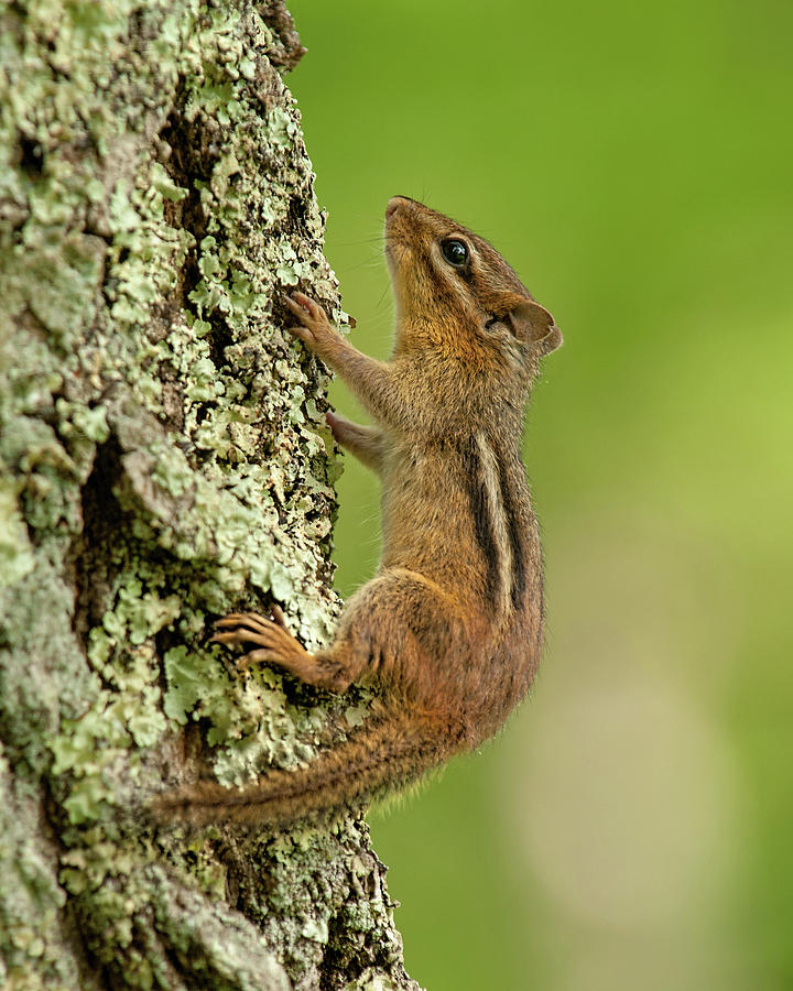 Little Chipmunk Tree Climber Photograph by Lara Ellis