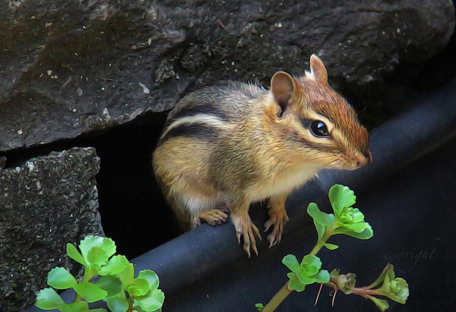 Little Chipmunk  Photograph by Yvonne Wright