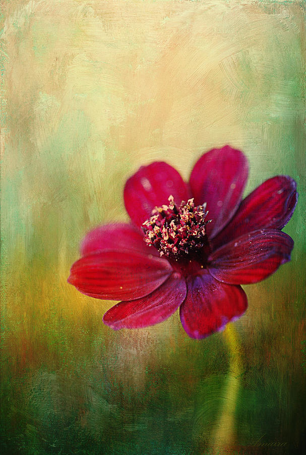 Little Chocolate Cosmos Photograph by Maria Angelica Maira