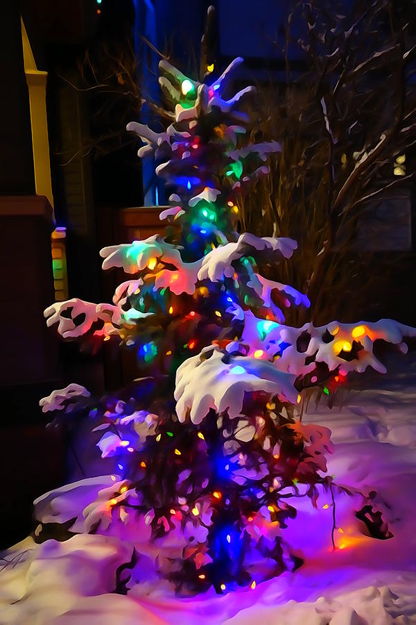 Little Christmas Tree Photograph by Greg Hammond
