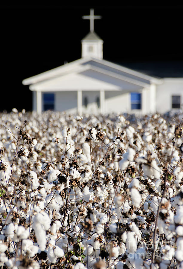 Little Church in the cotton field Photograph by Andrea Anderegg