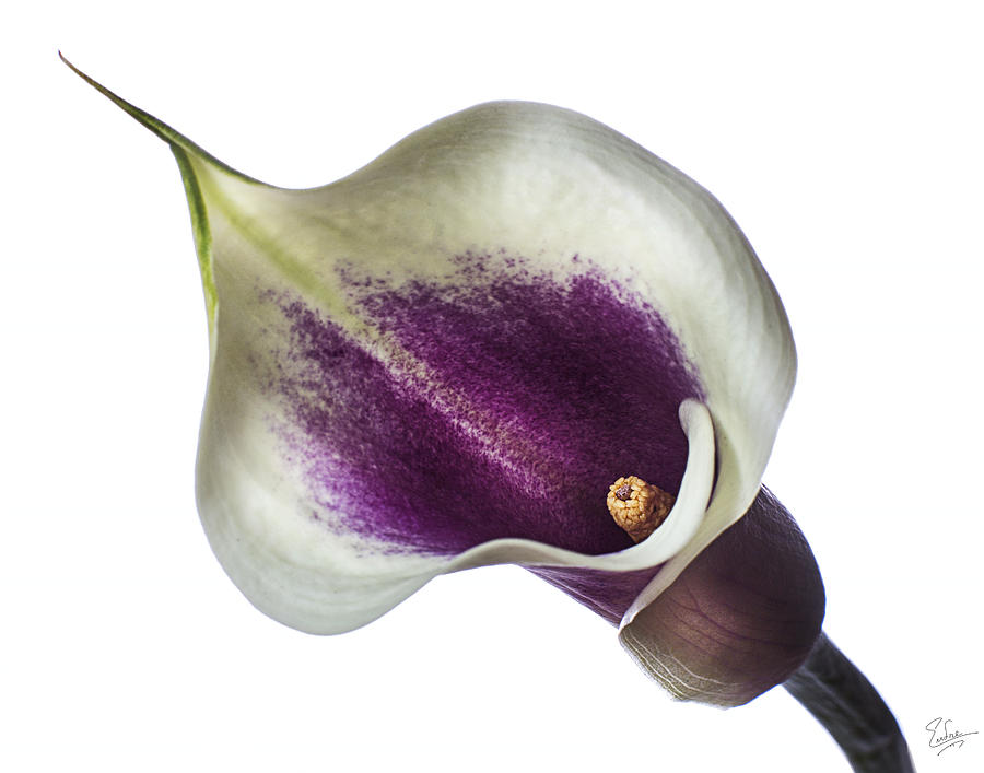 Little Colored Calla Lily Photograph by Endre Balogh