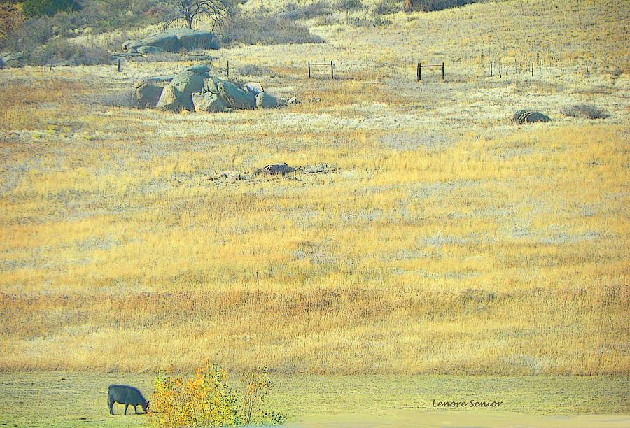 Little Cow on the Prairie Photograph by Lenore Senior