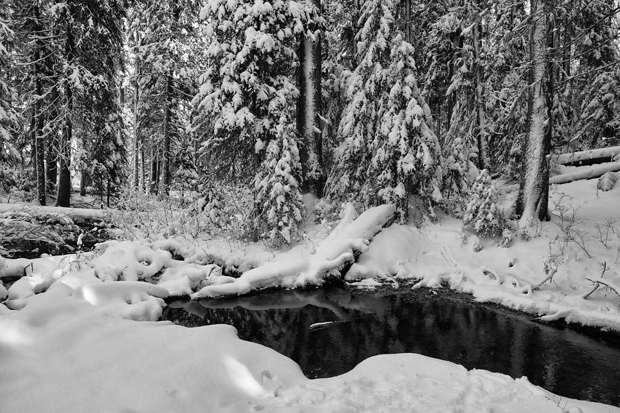Little creek in the snowy forest Photograph by Lynn Hopwood