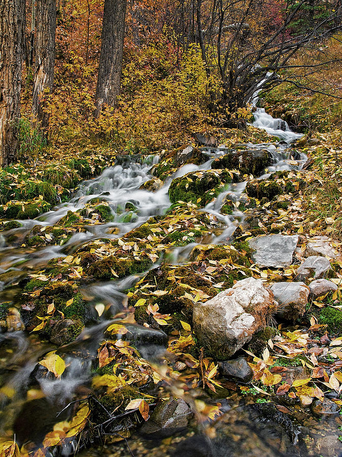 Little Creek Photograph by Scott Read