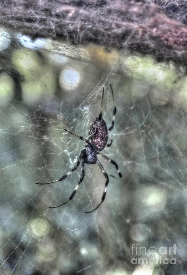 Little Creepy Spider Photograph By Michelle Meenawong Fine Art America