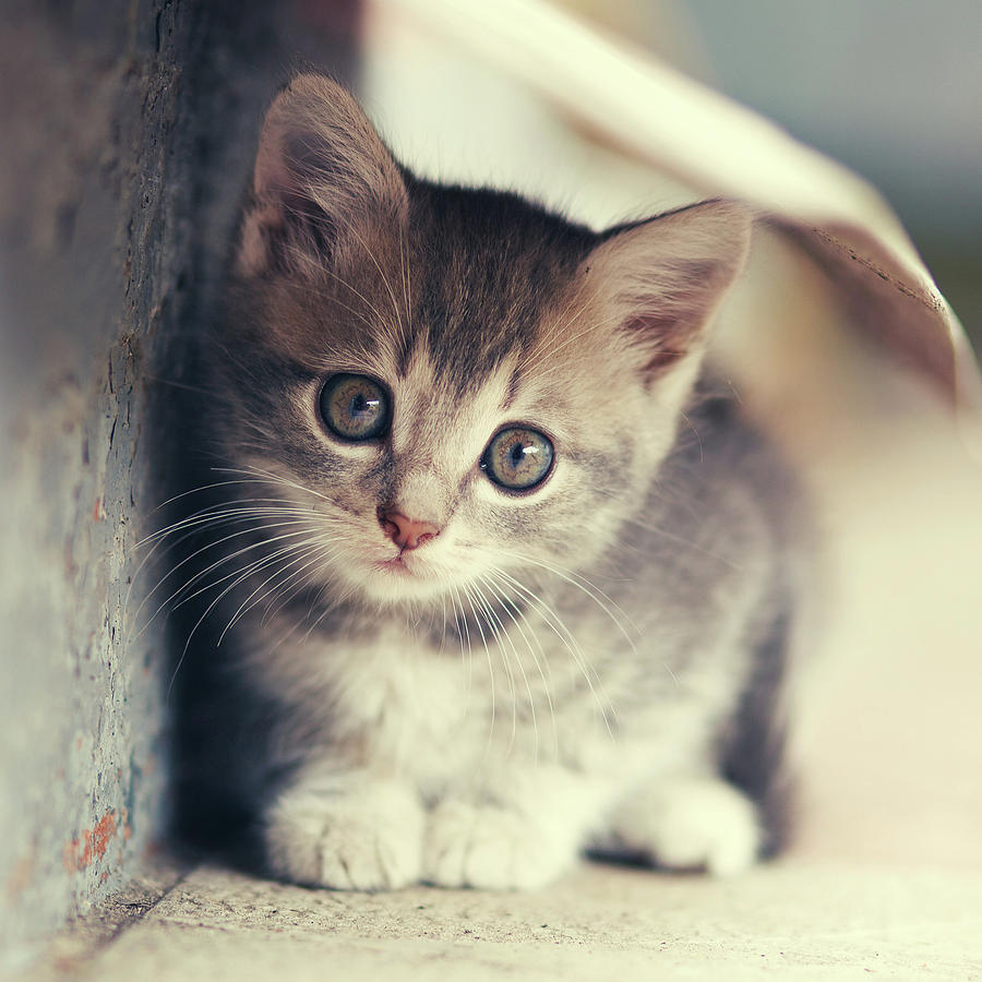 Little Cute Kitten Photograph by Serhii Kucher - Pixels