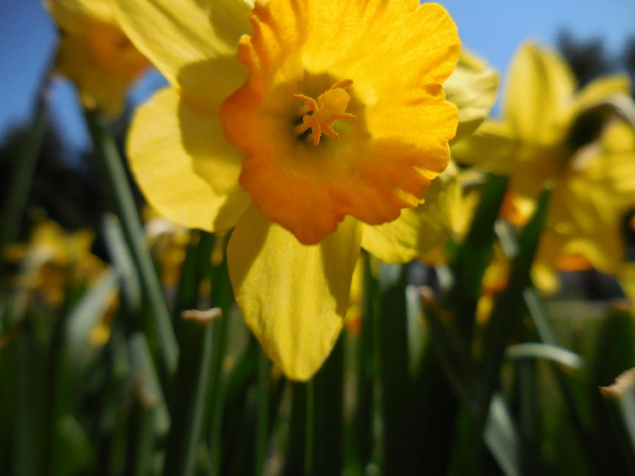 Little Daffodil Photograph by Rebecca Mento - Fine Art America