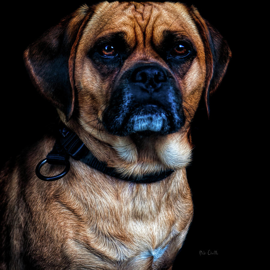 Little Dog Big Heart Photograph by Bob Orsillo