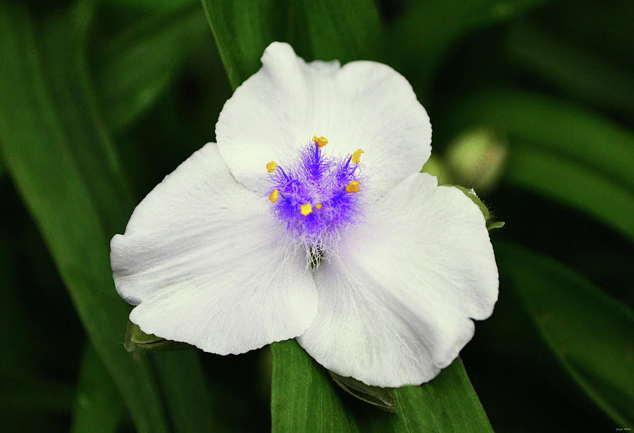 Little Doll Spiderwort 003 Photograph by George Bostian