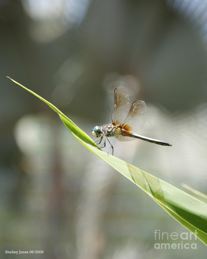 Dragonfly Photograph - Little Dragon by Shelley Jones