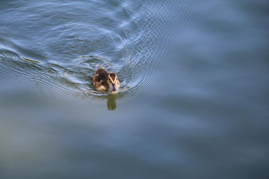Little Duck in Water Photograph by The Art Of Marilyn Ridoutt-Greene