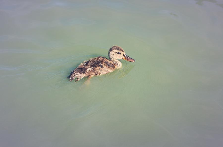 Little Duck on Water Photograph by The Art Of Marilyn Ridoutt-Greene