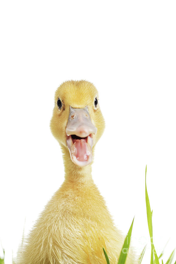 Little duck with open mouth in green grass Photograph by Piotr ...