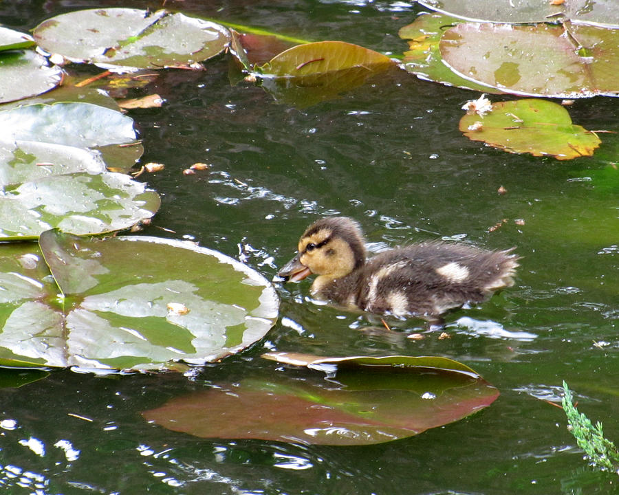 Little Duckie Photograph by George Jones
