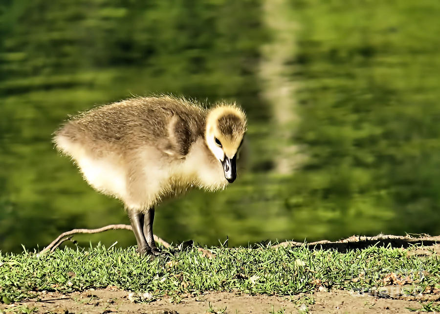 Little Duckling Photograph by Janice Drew