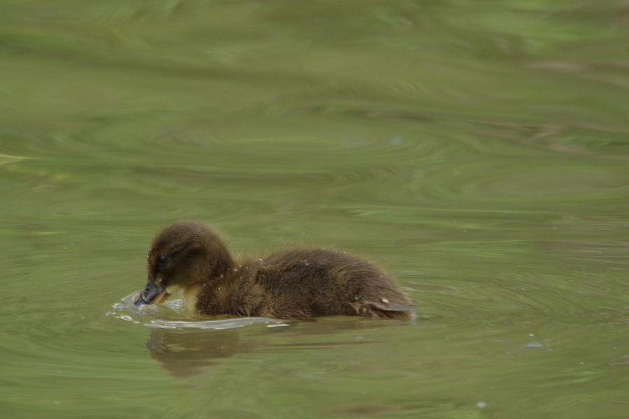 Little Duckling Photograph