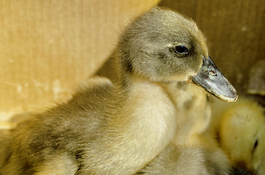 Little Duckling Photograph by Wolfgang Stocker