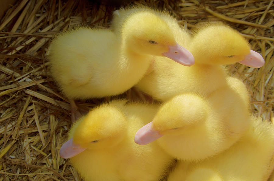 Little ducklings Photograph by Wolfgang Stocker