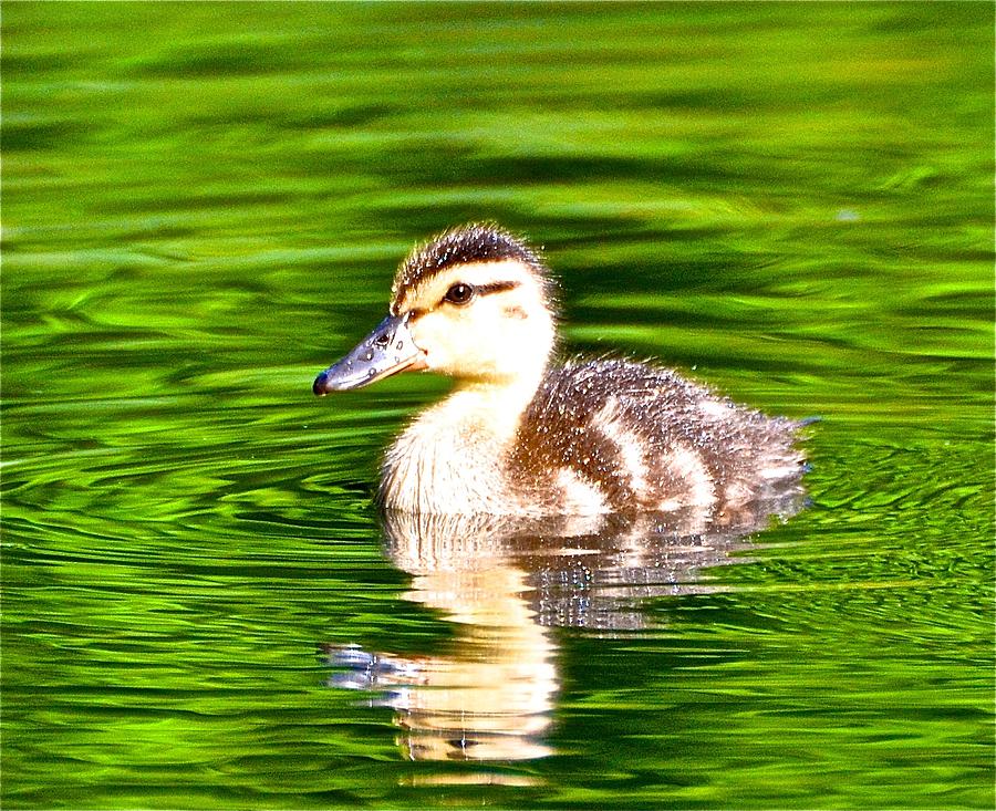 Duck Photograph - Little Ducky by Danielle Sigmon