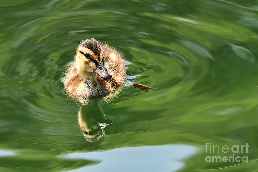 Little Duckling Photograph by Teresa Zieba
