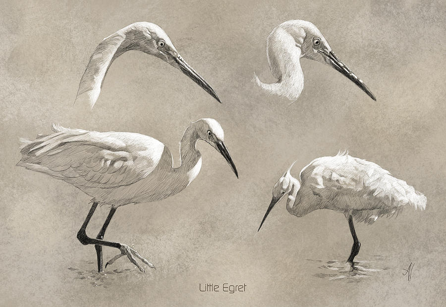 Little Egret Painting by Arie Van der Wijst