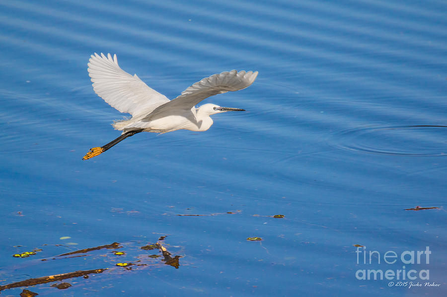 Little egret at lake Kerkini Greece Photograph by Jivko Nakev