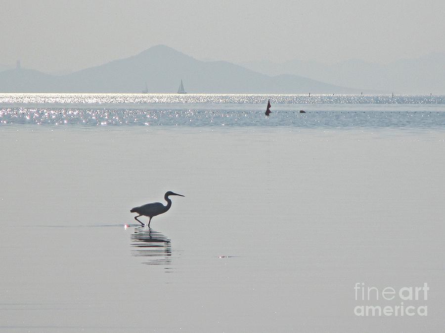 Little egret at Mar Menor Photograph by Chani Demuijlder