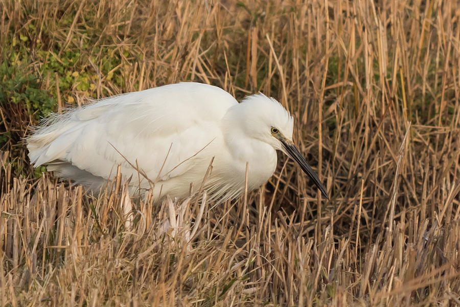 Little Egret concentrating Photograph by Wendy Cooper