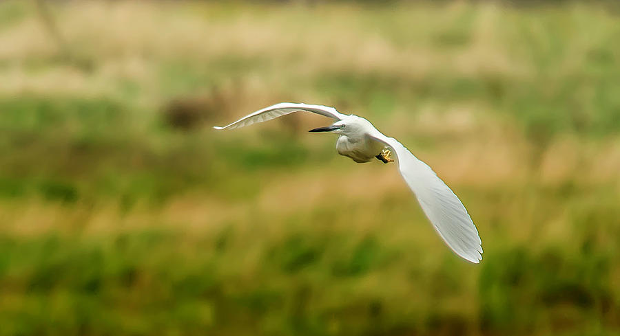Egret Photograph - Little Egret - Egretta garzetta by Darren Wilkes