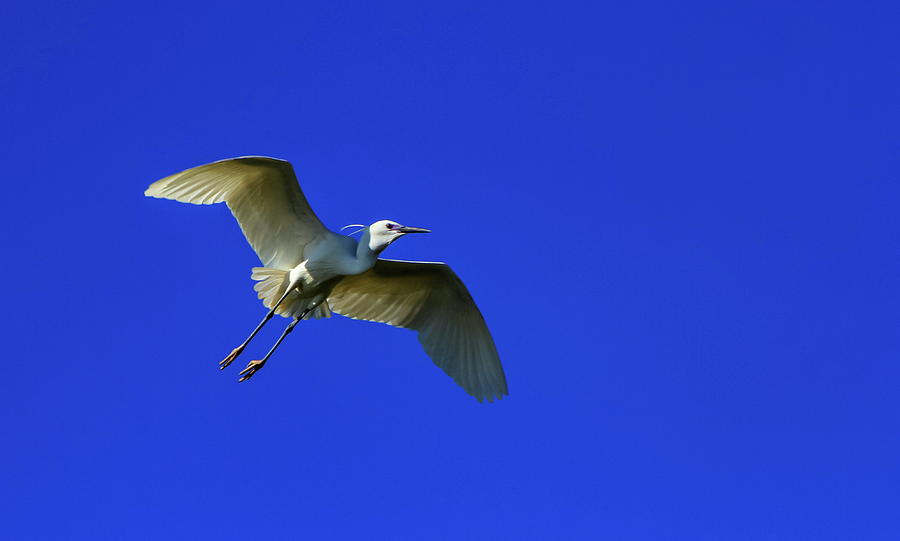 Little egret, egretta garzetta Photograph by Elenarts - Elena Duvernay photo