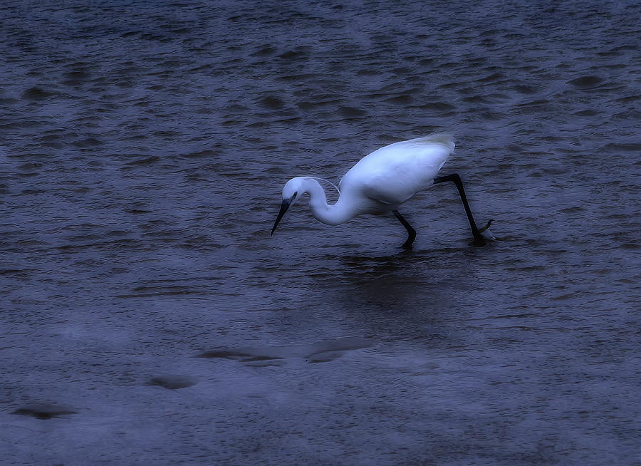 Little Egret Hunting Photograph by Jeff Townsend