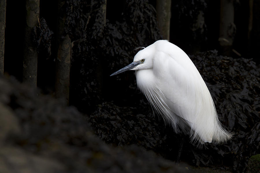 Little Egret by Tony Mills Little Egret by Tony Mills
