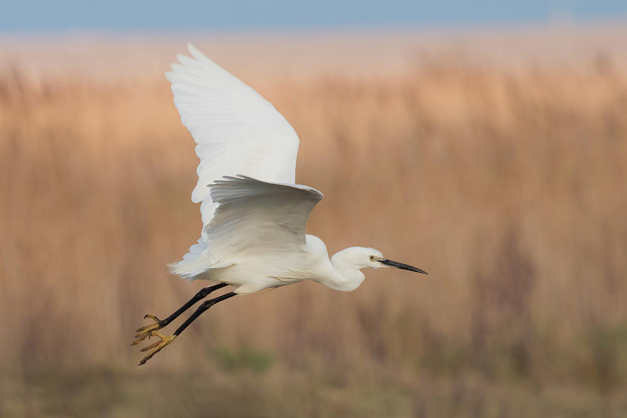 Little Egret Photograph by Wendy Cooper