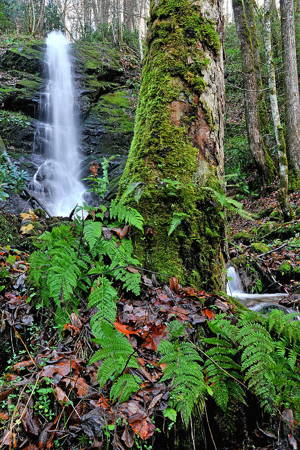 Little Fall Branch Falls Photograph by Alan Lenk