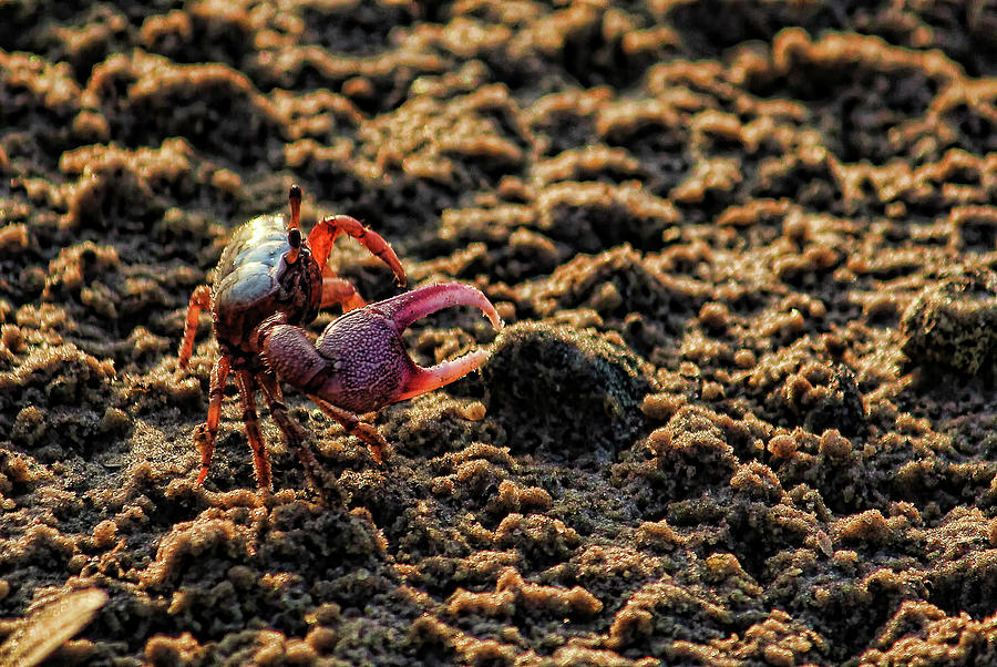 Little Fiddler Crab    Photograph by HH Photography of Florida
