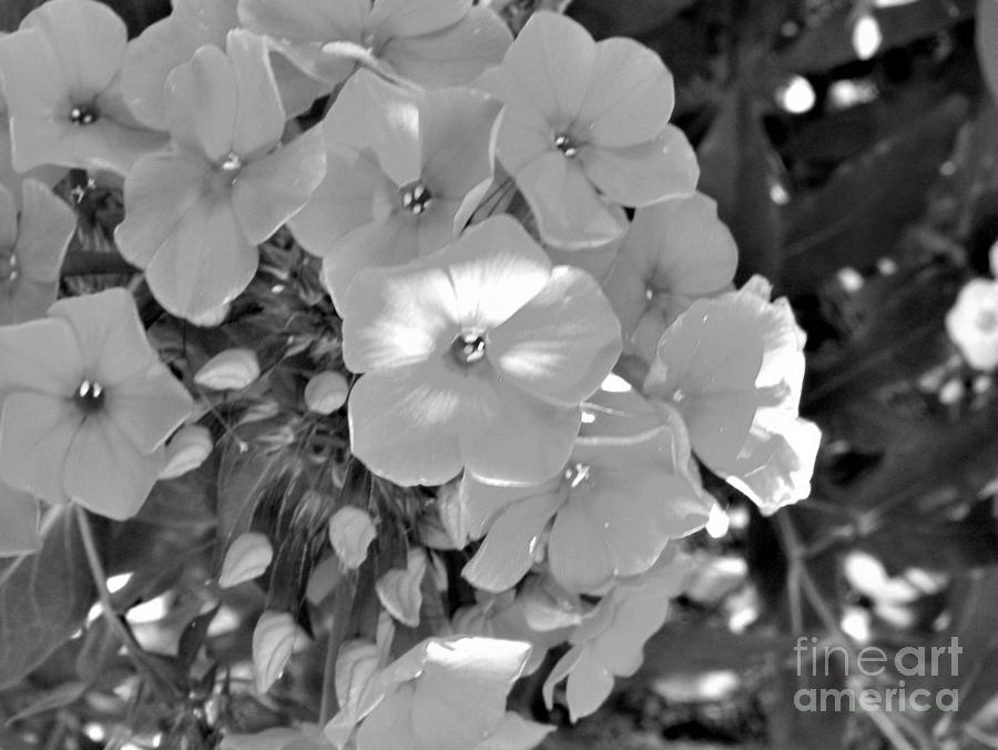 Black And White Photograph - Little Flower by Jean Tippens