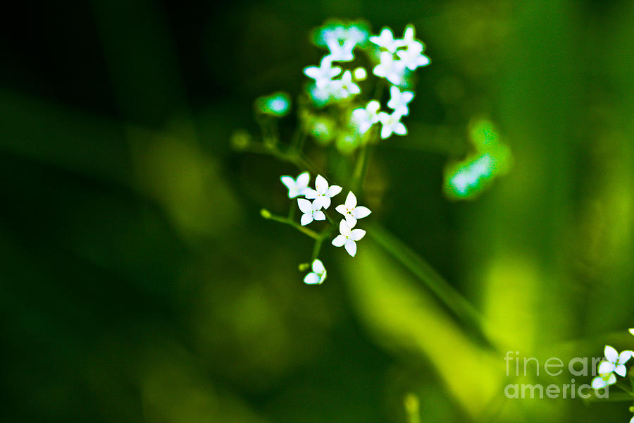 Nature Photograph - Little Flowers by Leo Bello