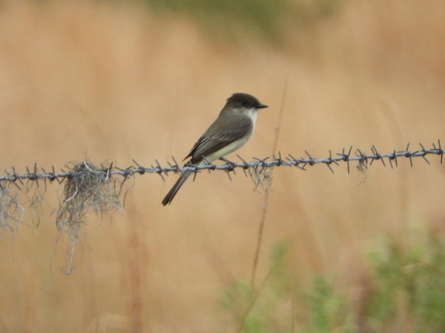 Flycatcher Photograph - Little Flycatcher On The Prairie by Red Cross Flycatcher Photograph - Little Flycatcher On The Prairie by Red Cross