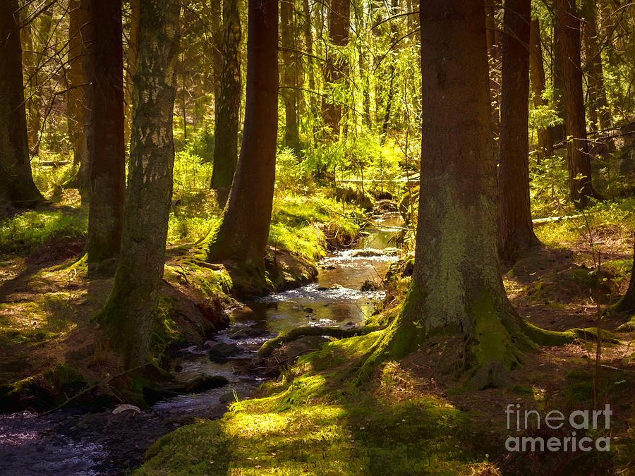 Spring Photograph - Little Forest Creek by Lutz Baar