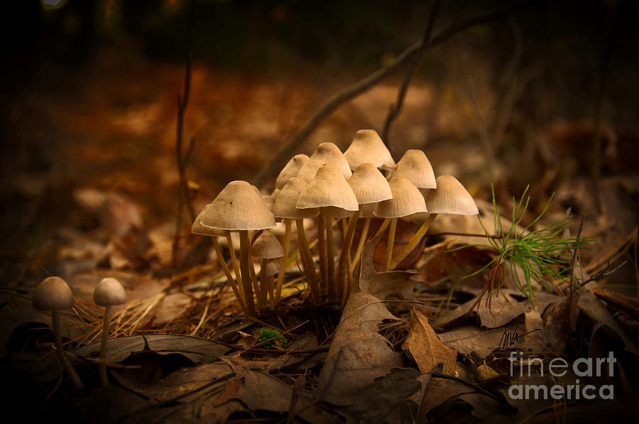 Little Forest Mushrooms Photograph by Mark Valentine