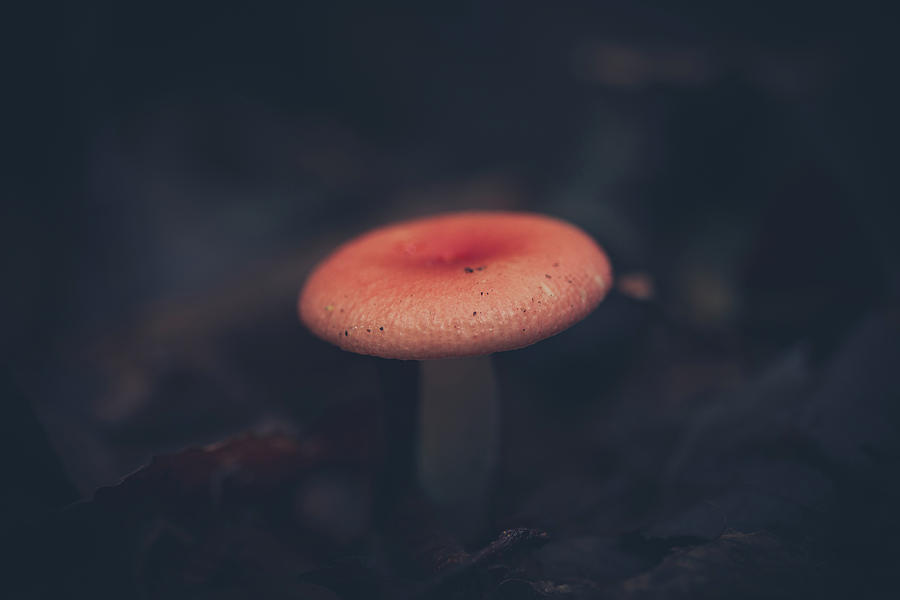 Mushroom Photograph - Little Forest Shroom by Shane Holsclaw