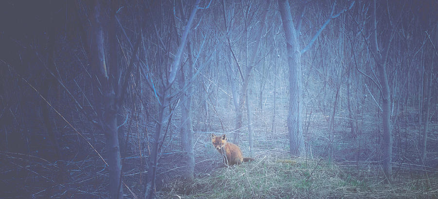Little Fox in the Woods Photograph by Carrie Ann Grippo-Pike