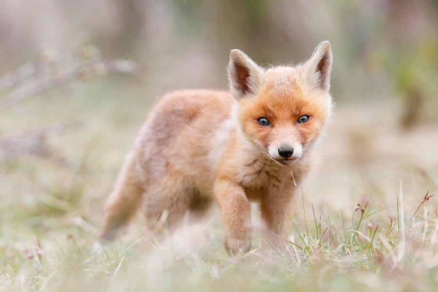 Fox Photograph - Little Fox Kit, Big World by Roeselien Raimond