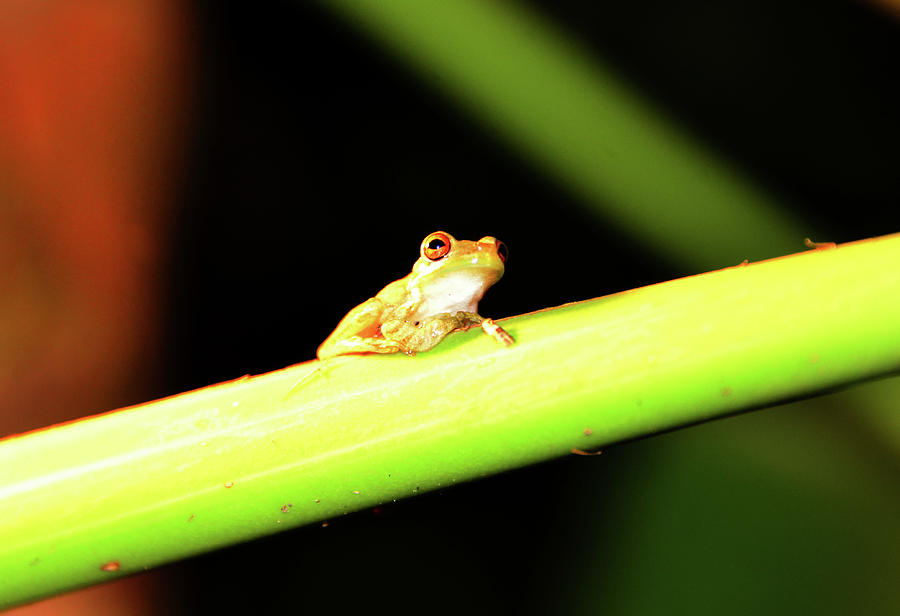 Little frog Photograph by David Lee Thompson