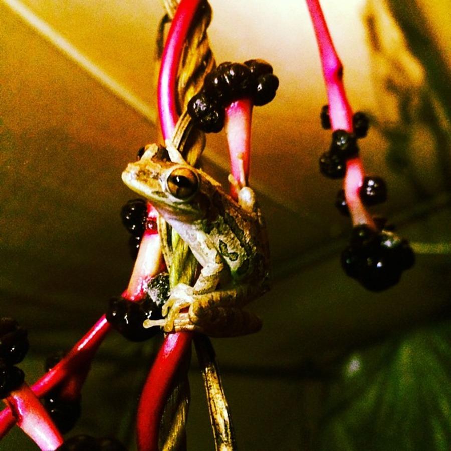 Nature Photograph - Little Frog Hanging Out On The Malabar by Jessica OToole