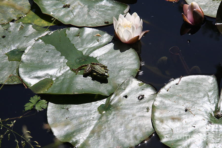 Little Frog On Waterlily Photograph by Christiane Schulze Art And ...