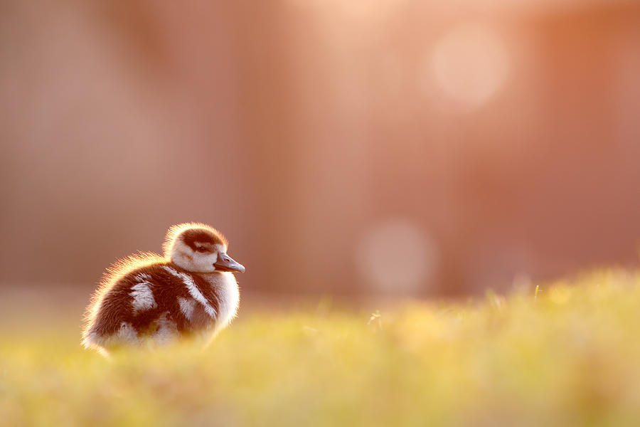 Goose Photograph - Little Furry Animal - Gosling in warm light by Roeselien Raimond